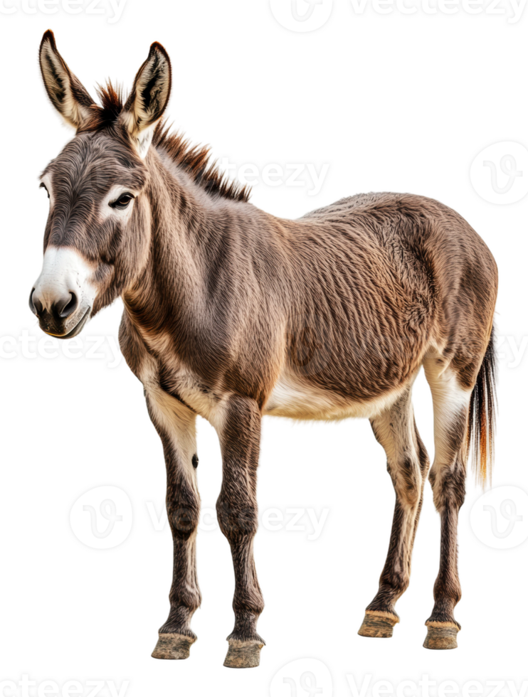 Daylight donkey in natural setting, cut out - stock . png