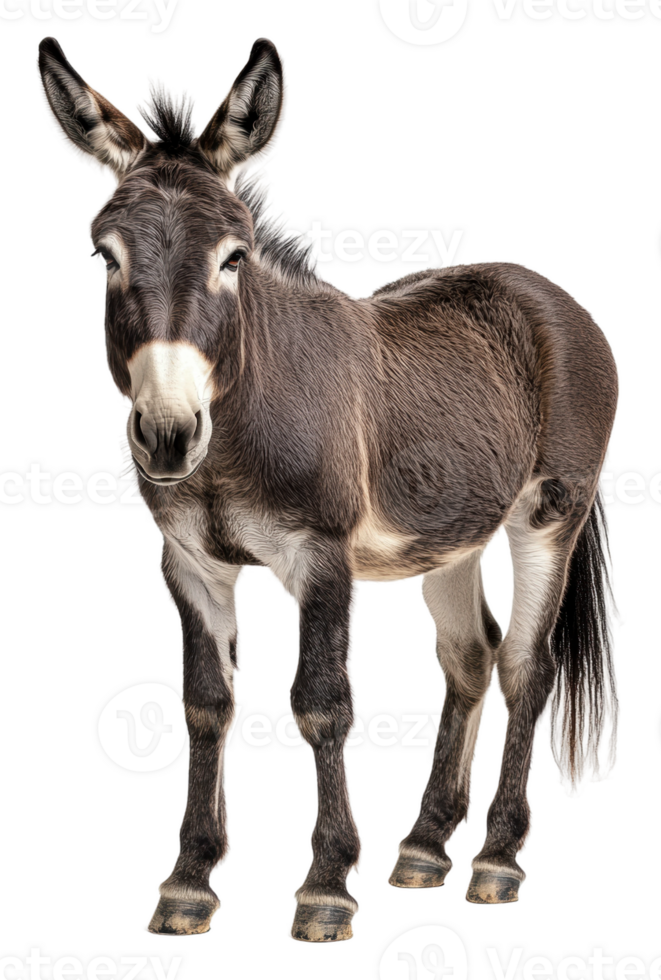 A curious donkey stands with an inquisitive look, cut out - stock . png