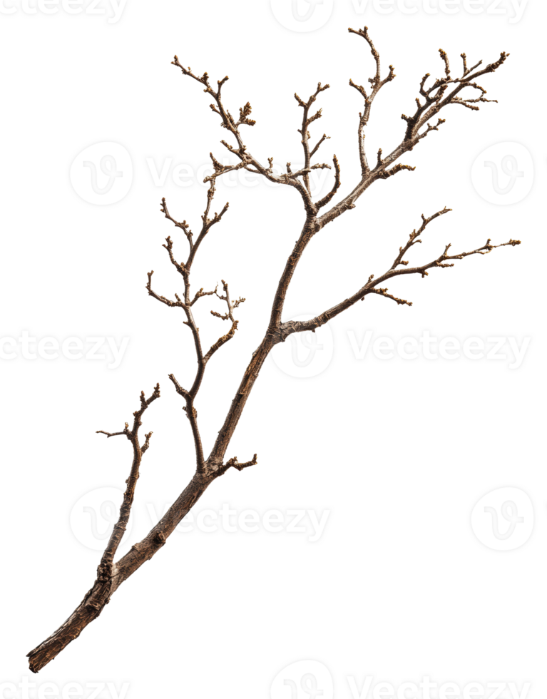 A dry, bare branch with intricate twigs and buds, cut out - stock . png