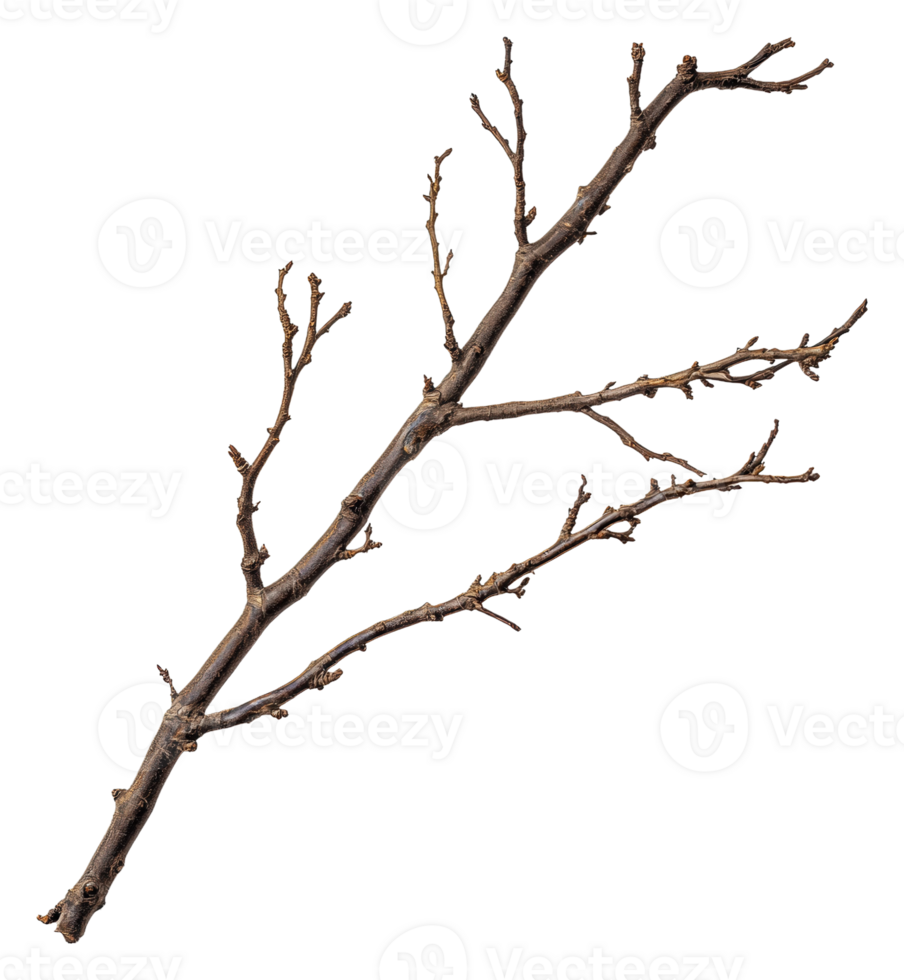 Dry tree branch with numerous small twigs and buds, cut out - stock . png