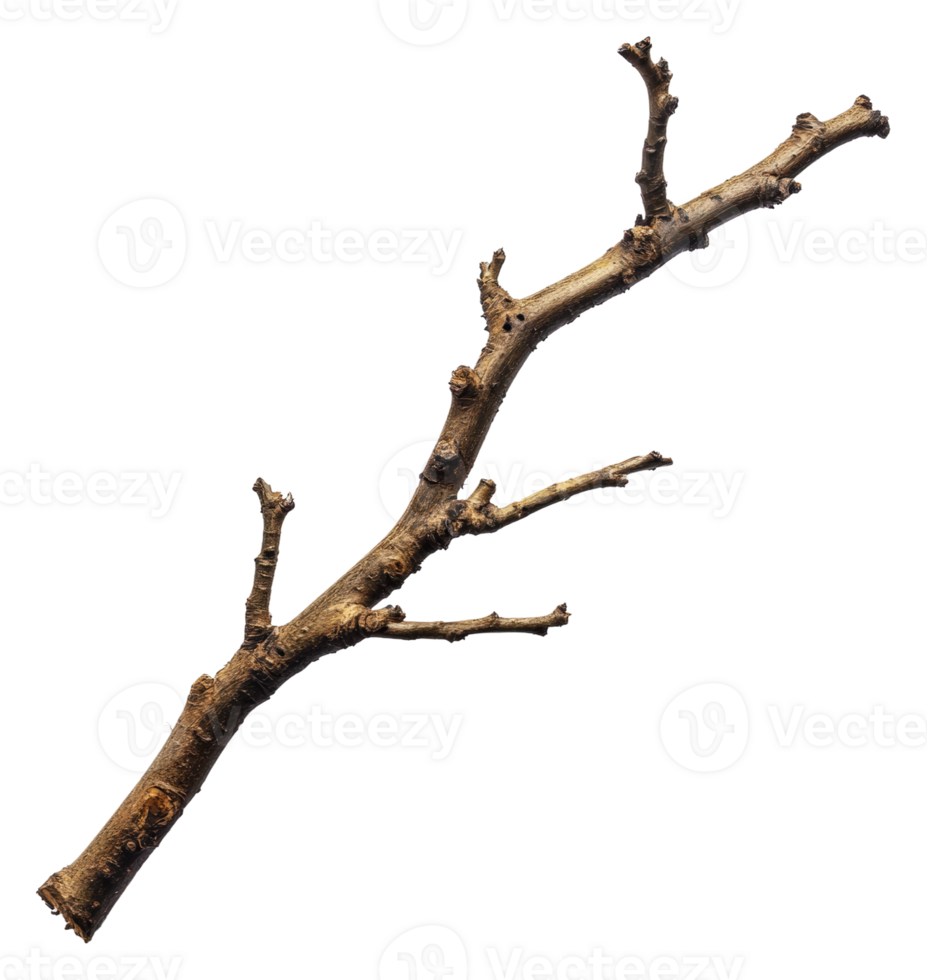 Small branch with offshoots on surface, cut out - stock . png