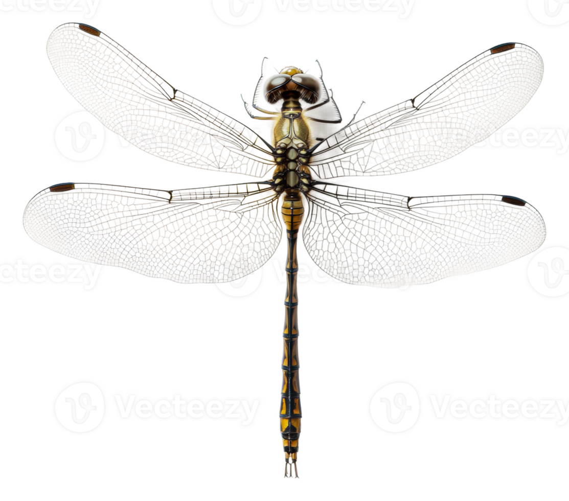 detailliert Nahansicht von ein Libelle im natürlich Licht, Schnitt aus - - Lager . png