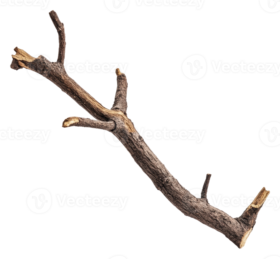 Unique-shaped branch on white background, cut out - stock . png