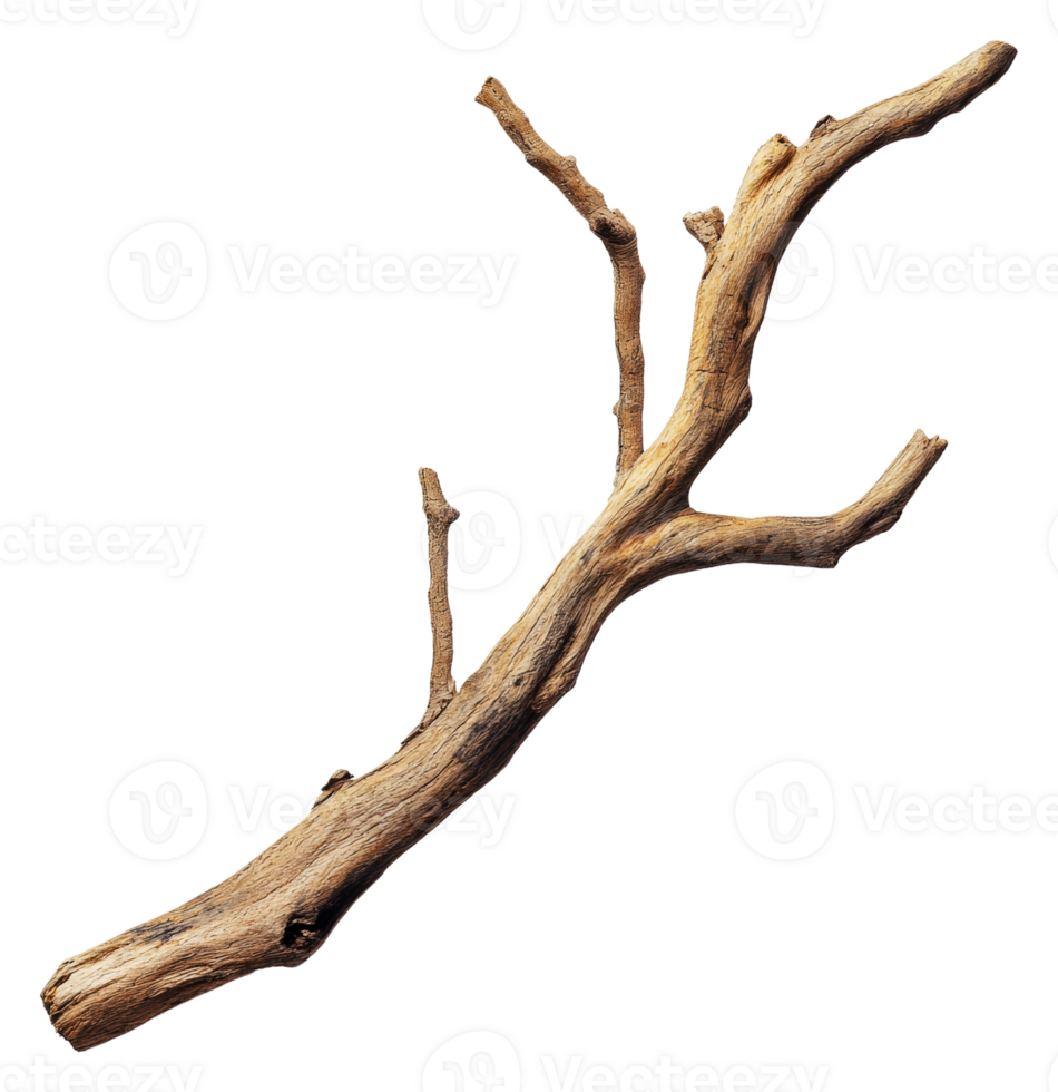 A weathered branch lies against a plain background, cut out - stock . png