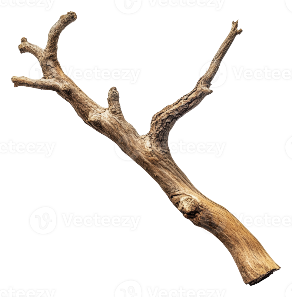 Unique twisted branch found in a forest setting, cut out - stock . png