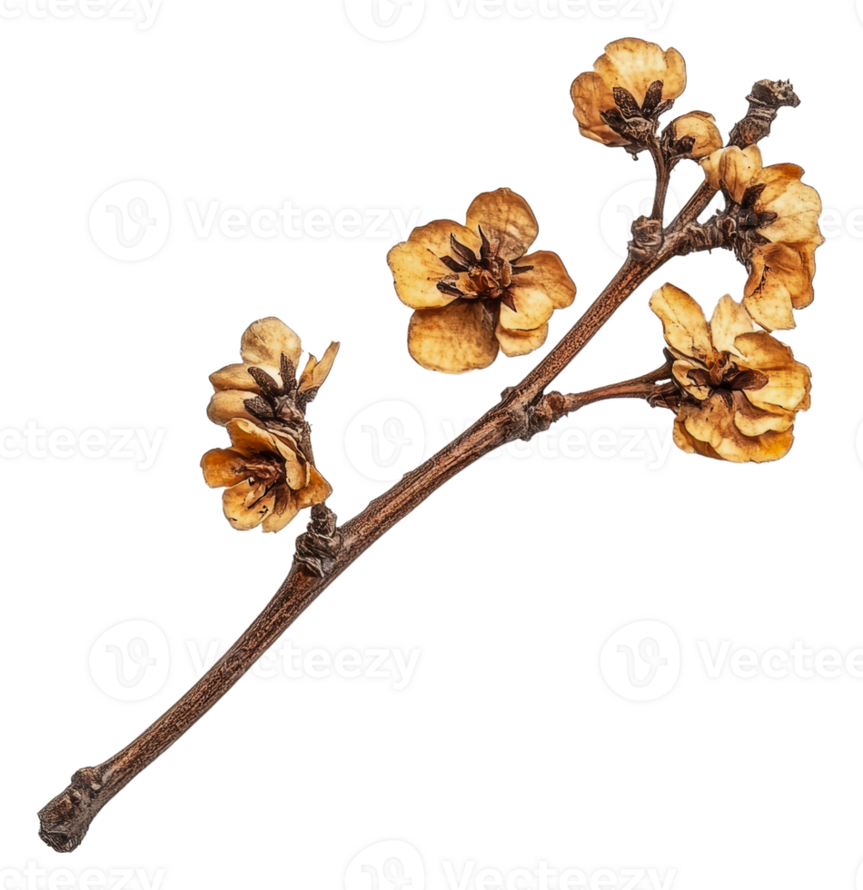 Sunlit dried branch with yellow flowers, cut out - stock . png