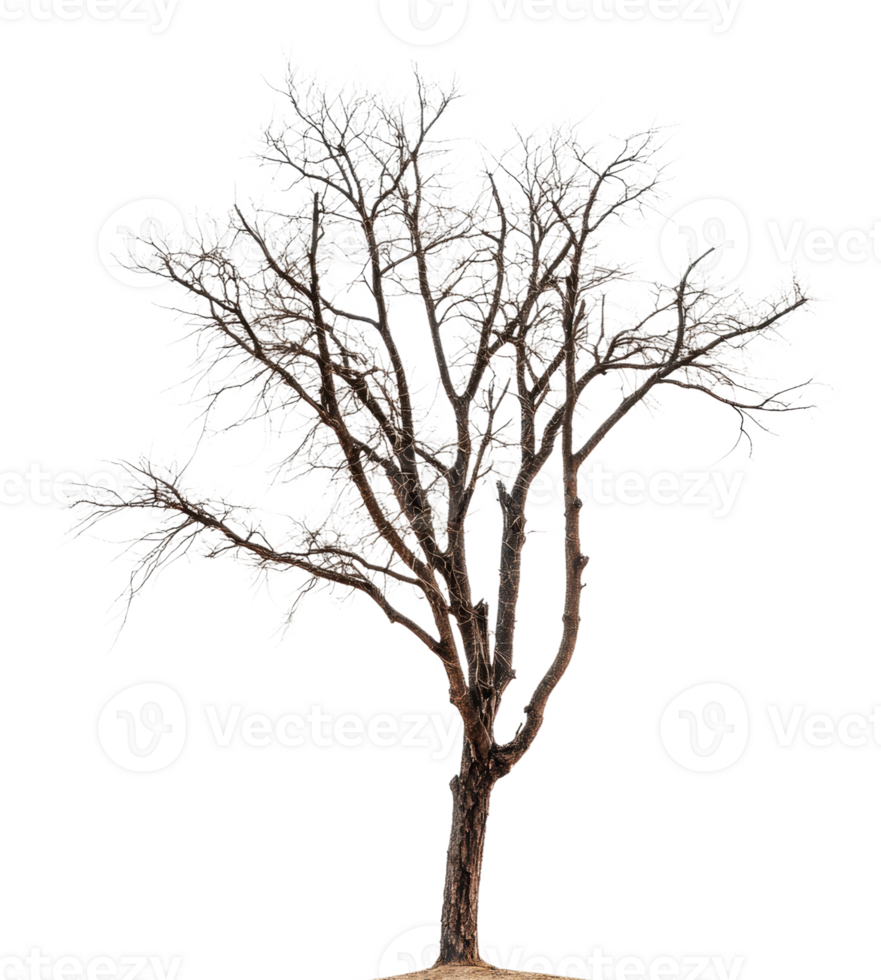 Lonely bare tree standing against a white backdrop, cut out - stock . png