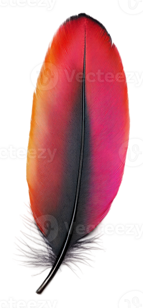 Colorful feather lying on a white surface, cut out - stock . png