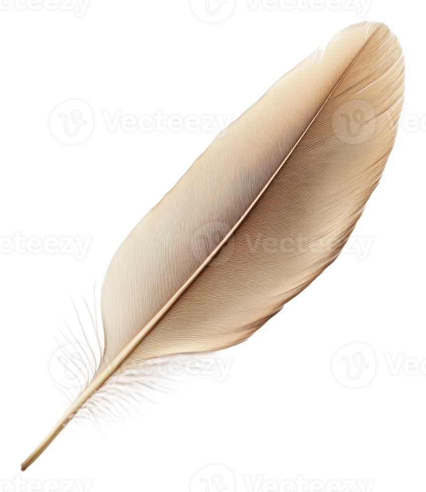 Delicate brown feather resting on a white surface, cut out - stock . png