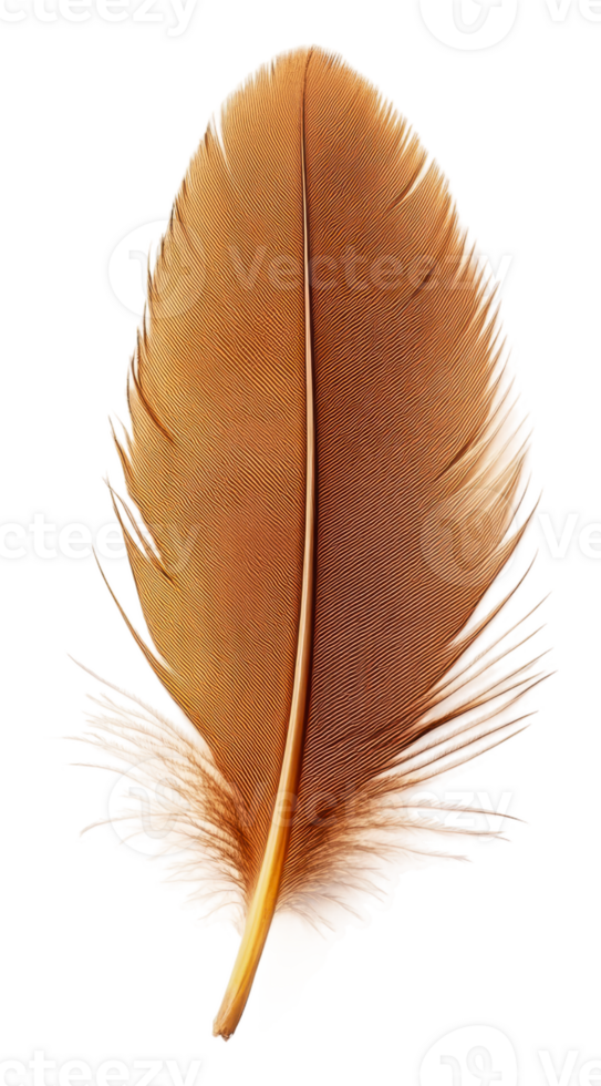 A close-up of a brown feather on white background, cut out - stock . png