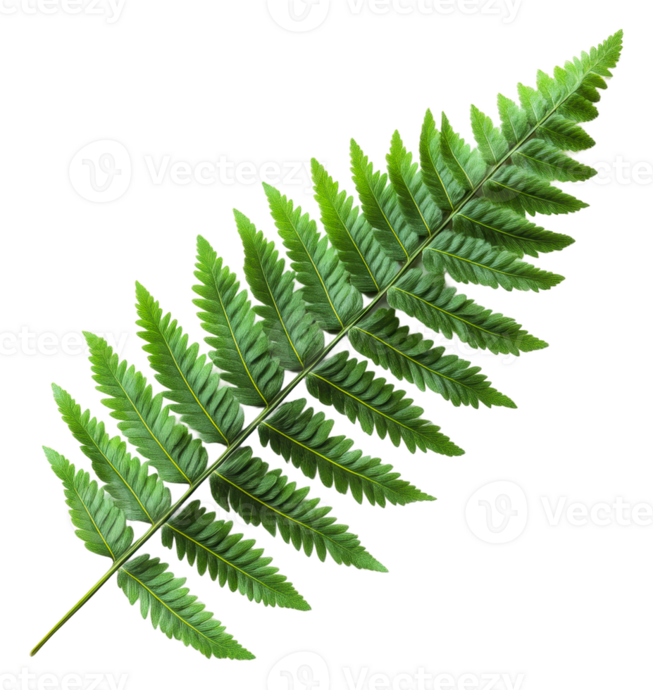Lush green fern leaf isolated on white background, cut out - stock . png