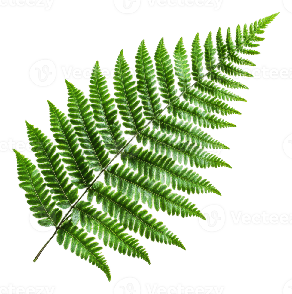 Intricate patterns of a green fern leaf, cut out - stock . png
