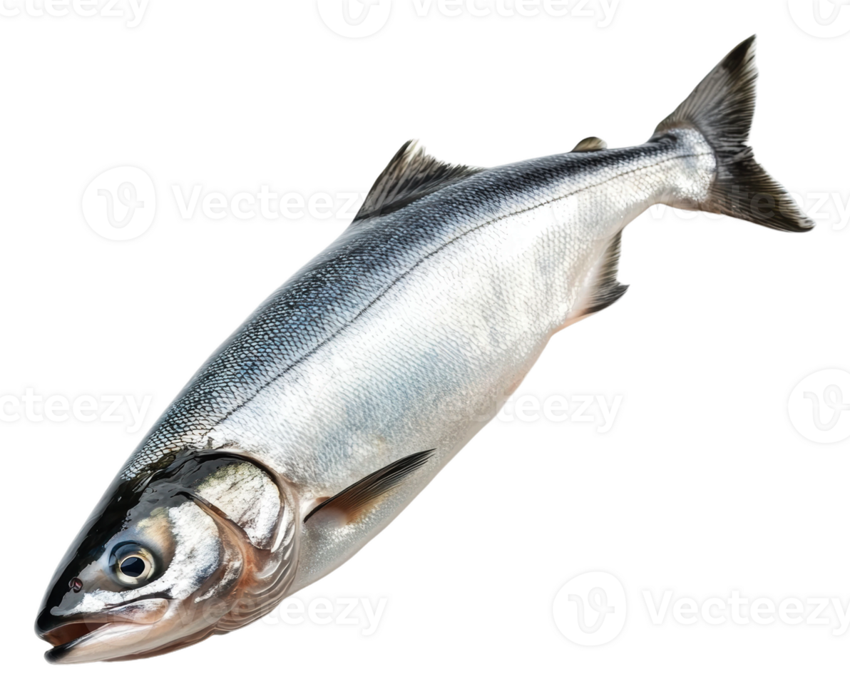 Bright silver fish displayed on a white background, cut out - stock . png