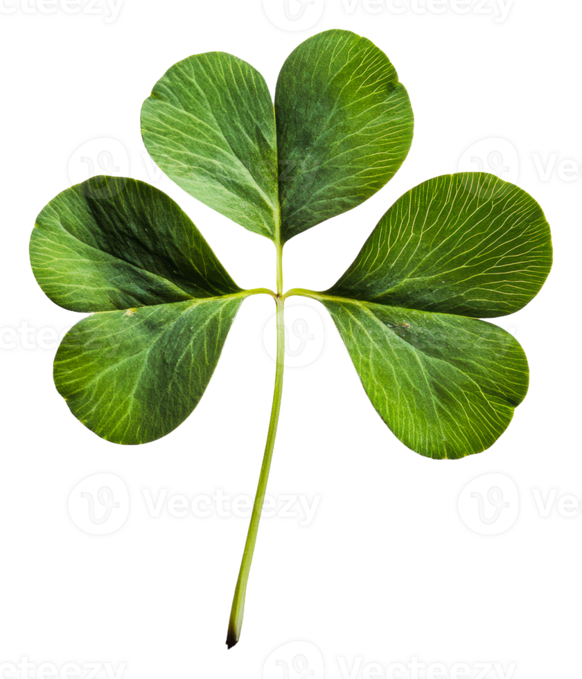 Four-leaf clover found in a garden during spring, cut out - stock . png