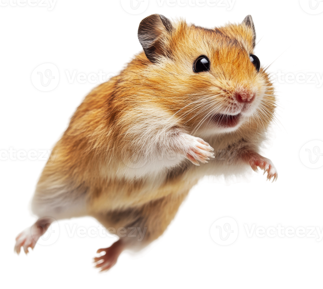 Hamster jumping in the air with excitement indoors, cut out - stock . png
