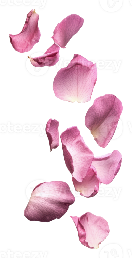 rose Rose pétales sur blanc arrière-plan, Couper en dehors - Stock . png
