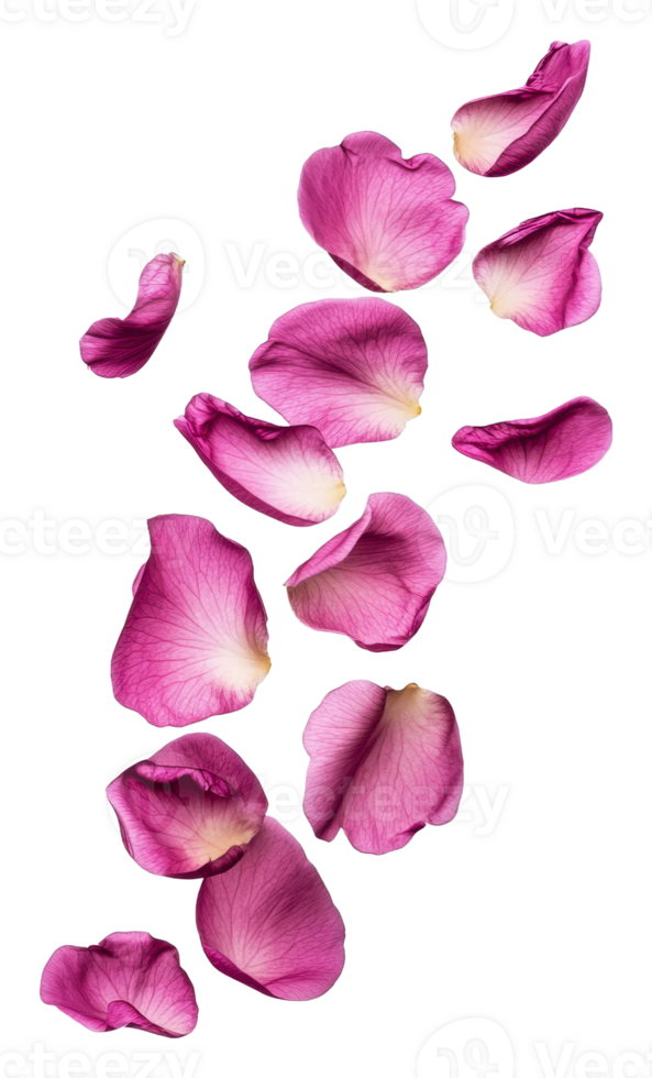rose Rose pétales en cascade vers le bas une blanc arrière-plan, Couper en dehors - Stock . png