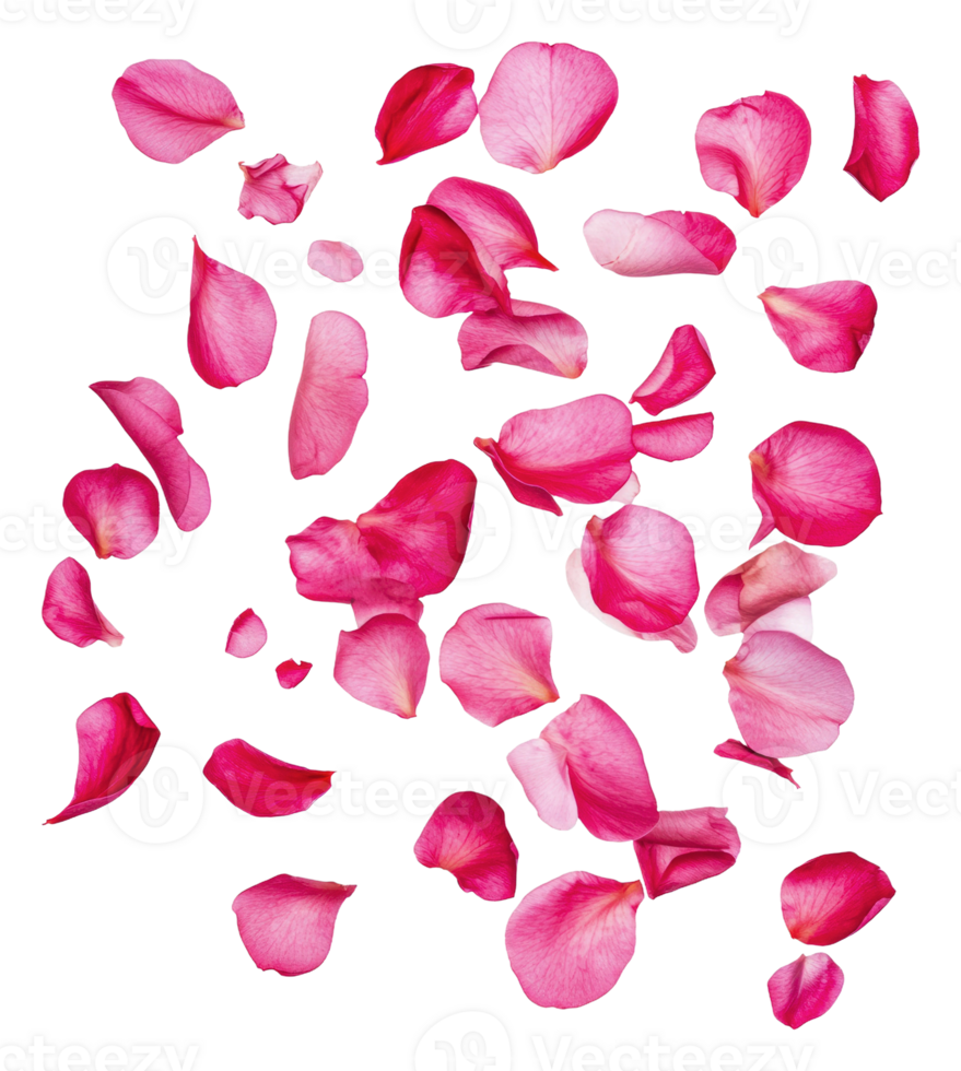rose Rose pétales épars sur une blanc arrière-plan, Couper en dehors - Stock . png