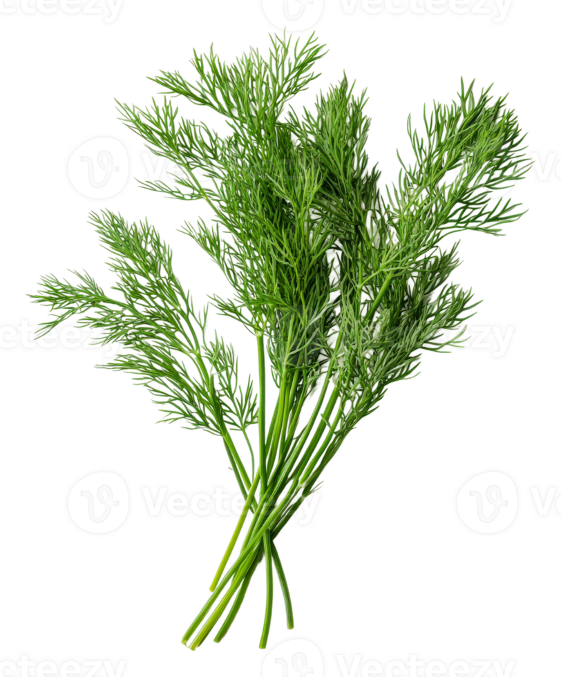 Fresh dill herb bundle ready for culinary use, cut out - stock . png