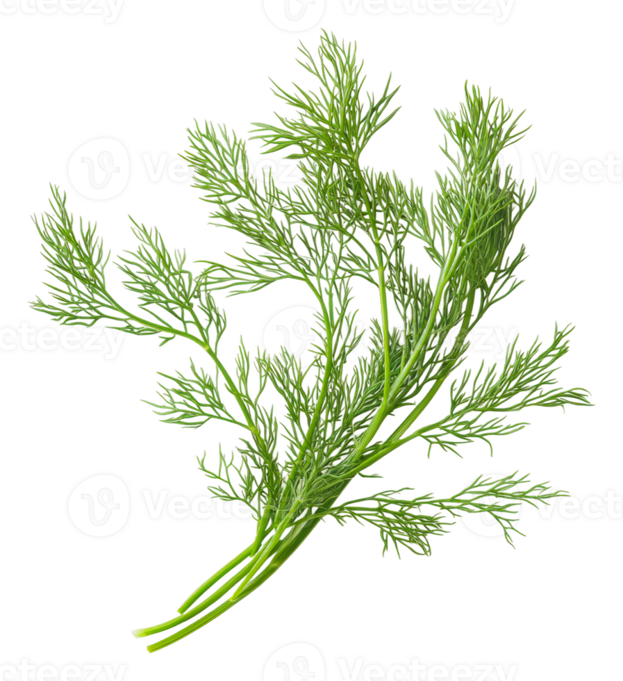 Fresh dill sprig ready for culinary use in cooking, cut out - stock . png