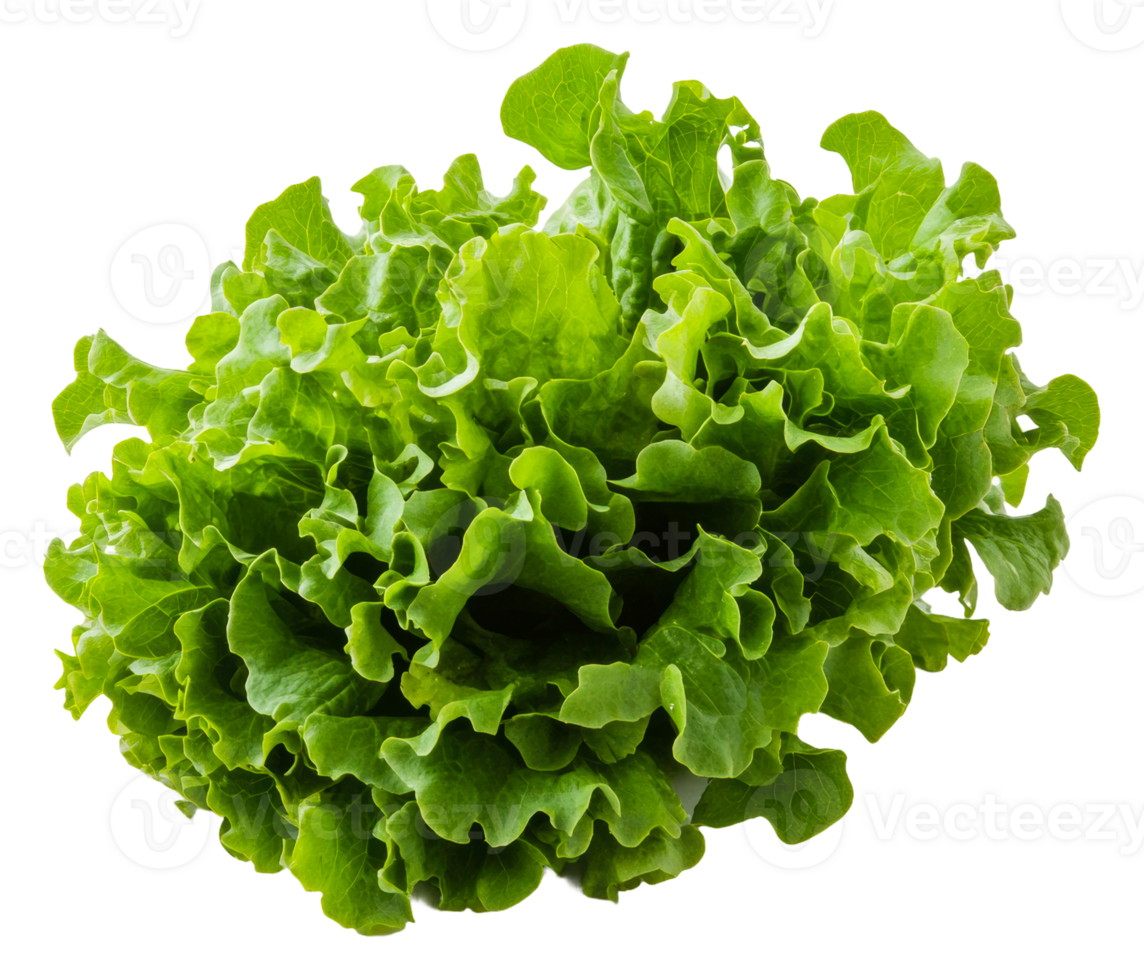 Fresh green lettuce ready for salad preparation, cut out - stock . png