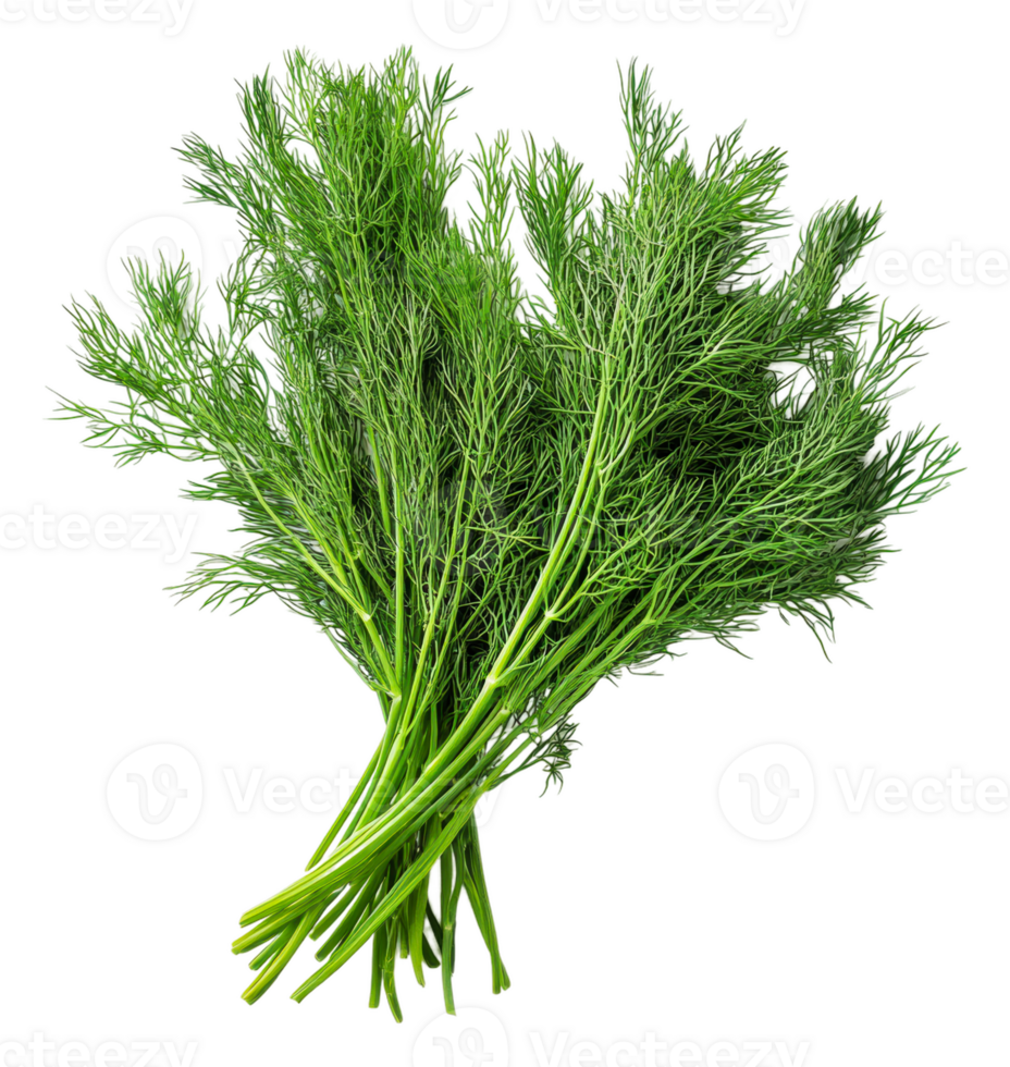 Fresh dill bunch displayed on a white background, cut out - stock . png