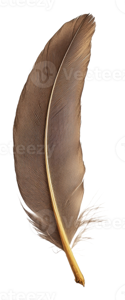 Large brown feather resting on a white surface, cut out - stock . png