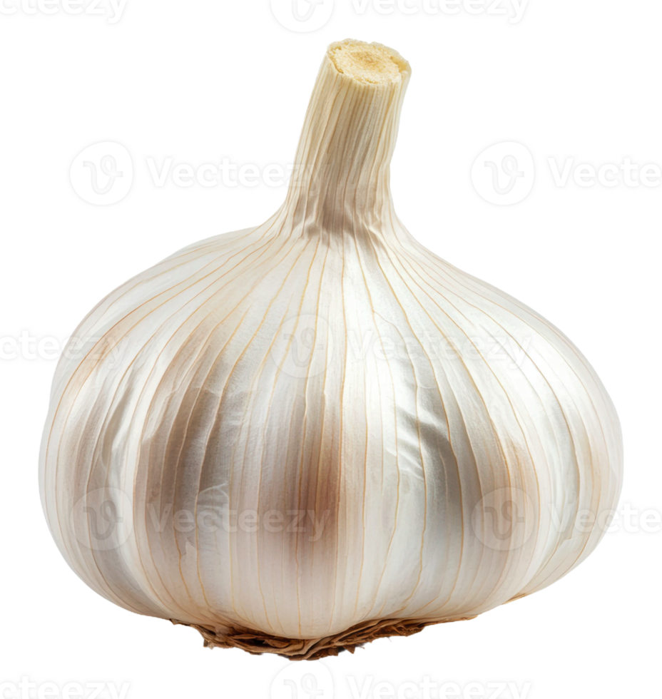 Whole garlic bulb with white texture, cut out - stock . png