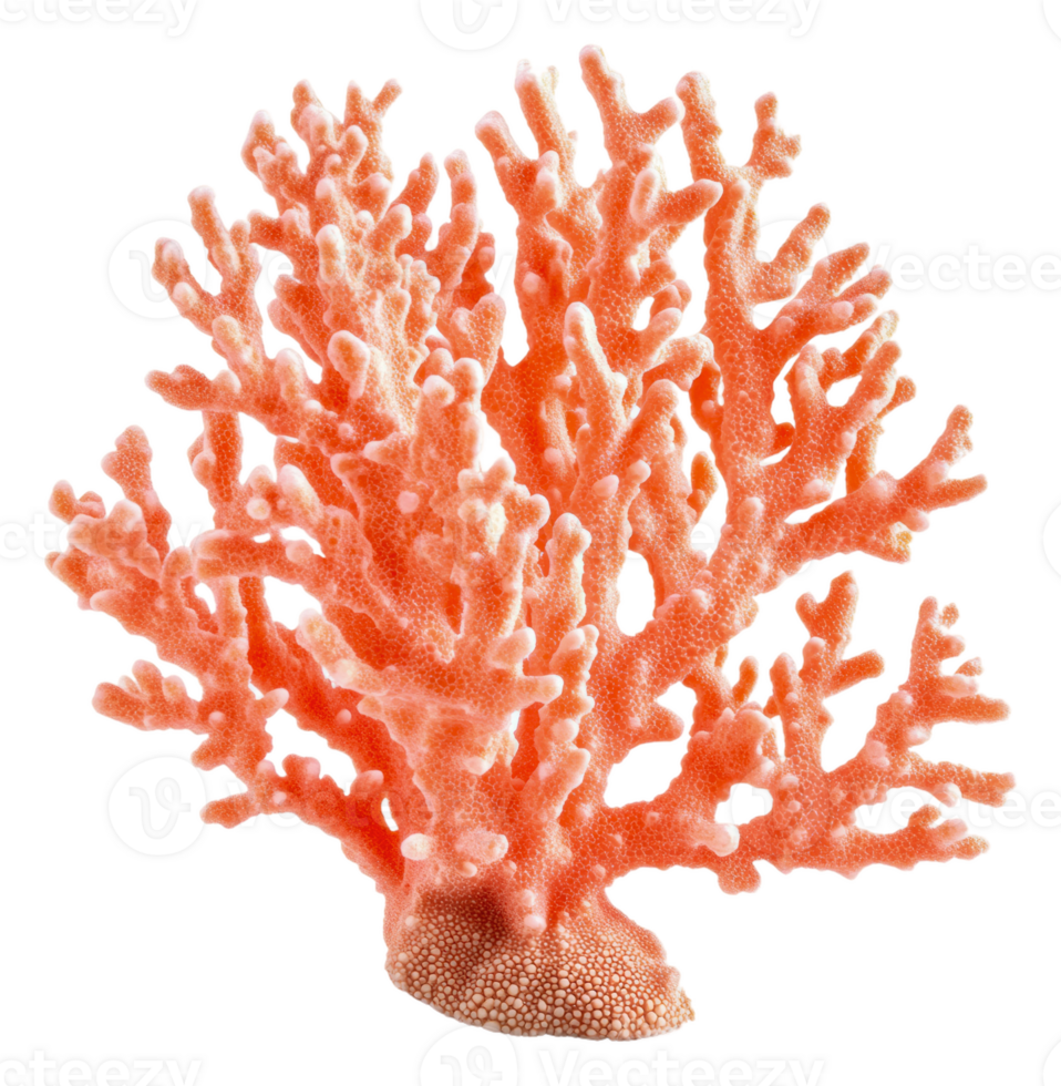 Vibrant orange coral reef structure, cut out - stock . png
