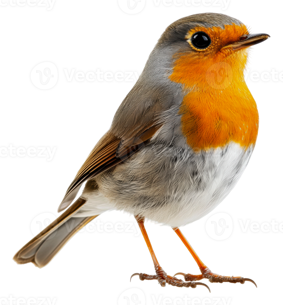 Robin perched on white background, cut out - stock . png