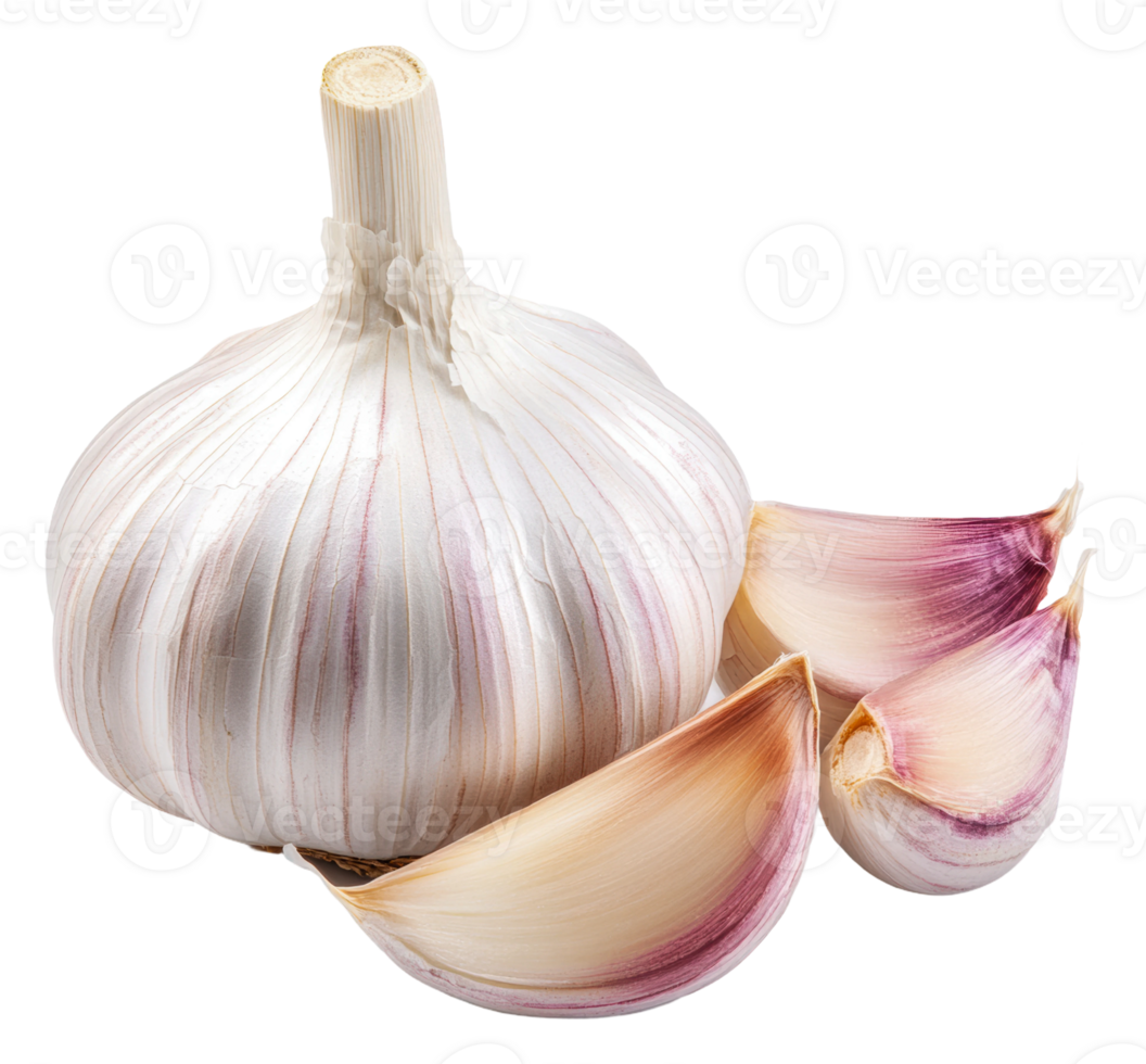 Fresh purple-cloved garlic bulb, cut out - stock . png