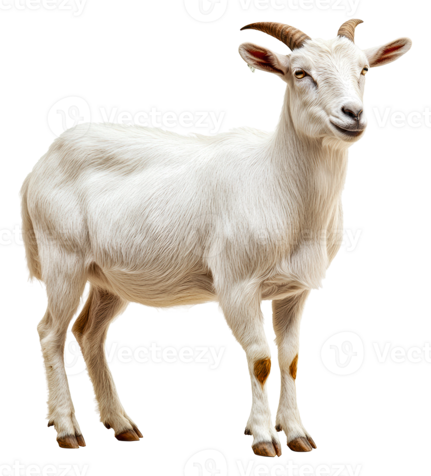 White goat standing peacefully in a sunny meadow, cut out - stock . png