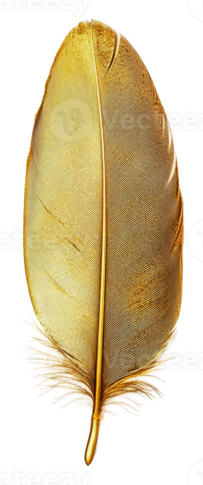 A golden feather resting on a white surface, cut out - stock . png