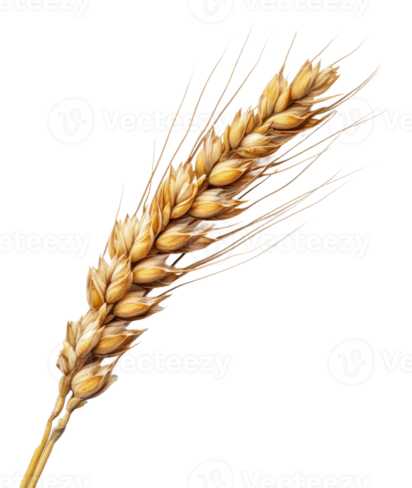 Close-up view of golden wheat spike in sunlight, cut out - stock . png