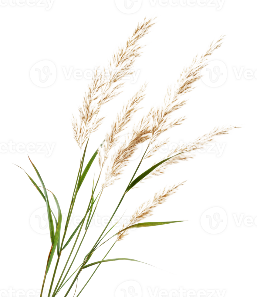 Feathery plumes on elegant grass stems, cut out - stock . png