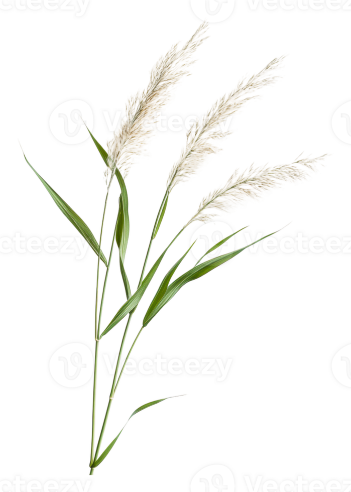 Pampas grass on white background, cut out - stock . png