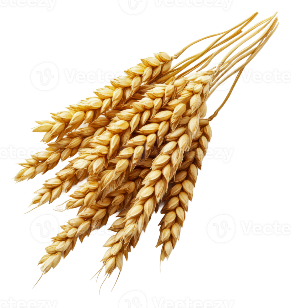 Golden wheat stalks bundled together in harvest, cut out - stock . png