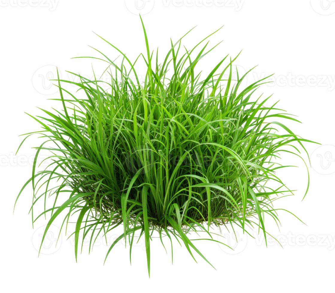 Lush green grass growing in a natural setting, cut out - stock . png