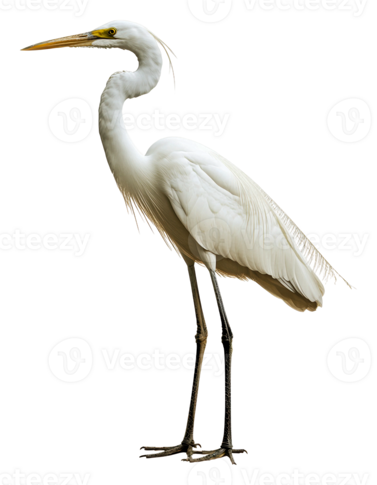 Great egret standing gracefully in natural habitat, cut out - stock . png