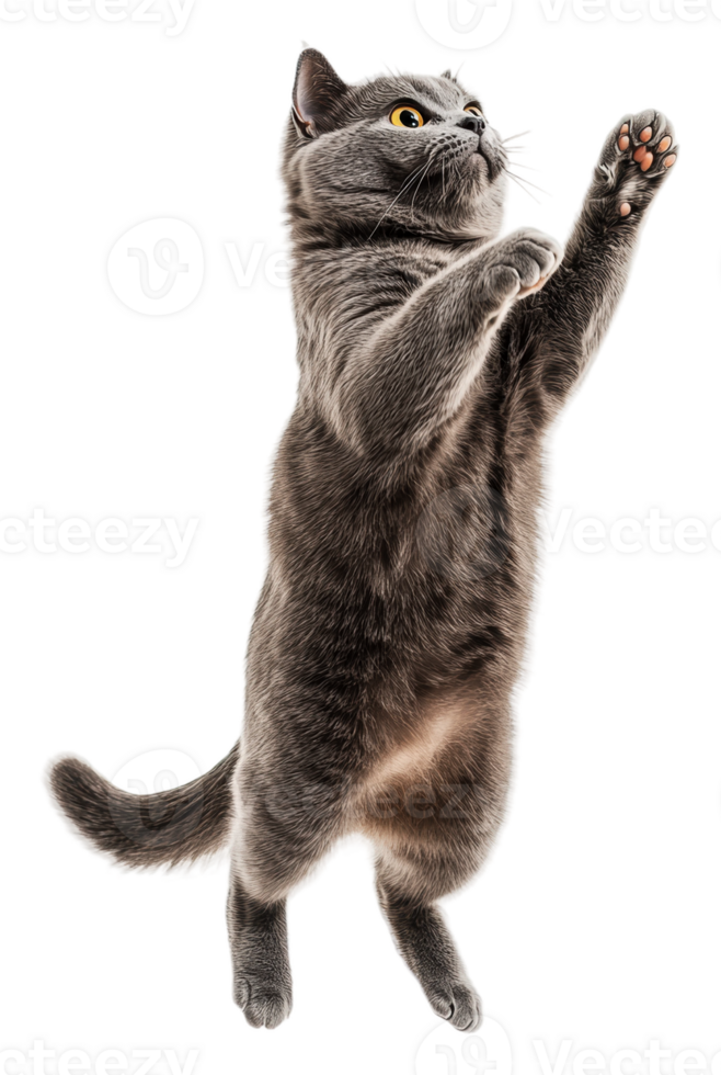Playful gray cat jumping in the air indoors, cut out - stock . png