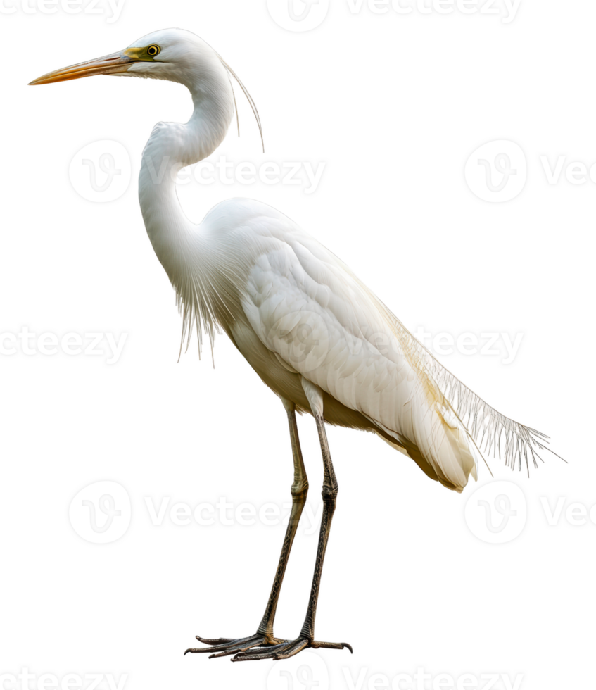 Great egret standing gracefully by a waterway, cut out - stock . png