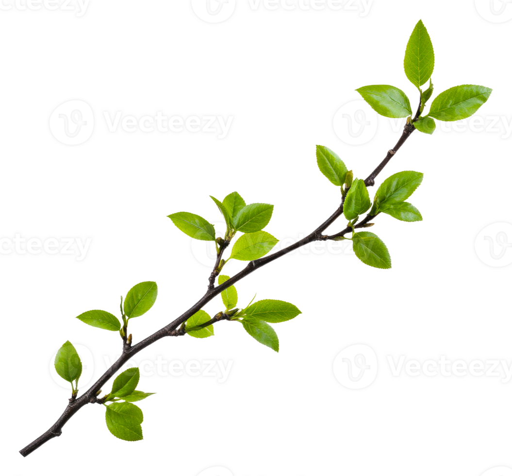 Green branch with leaves on white, cut out - stock . png