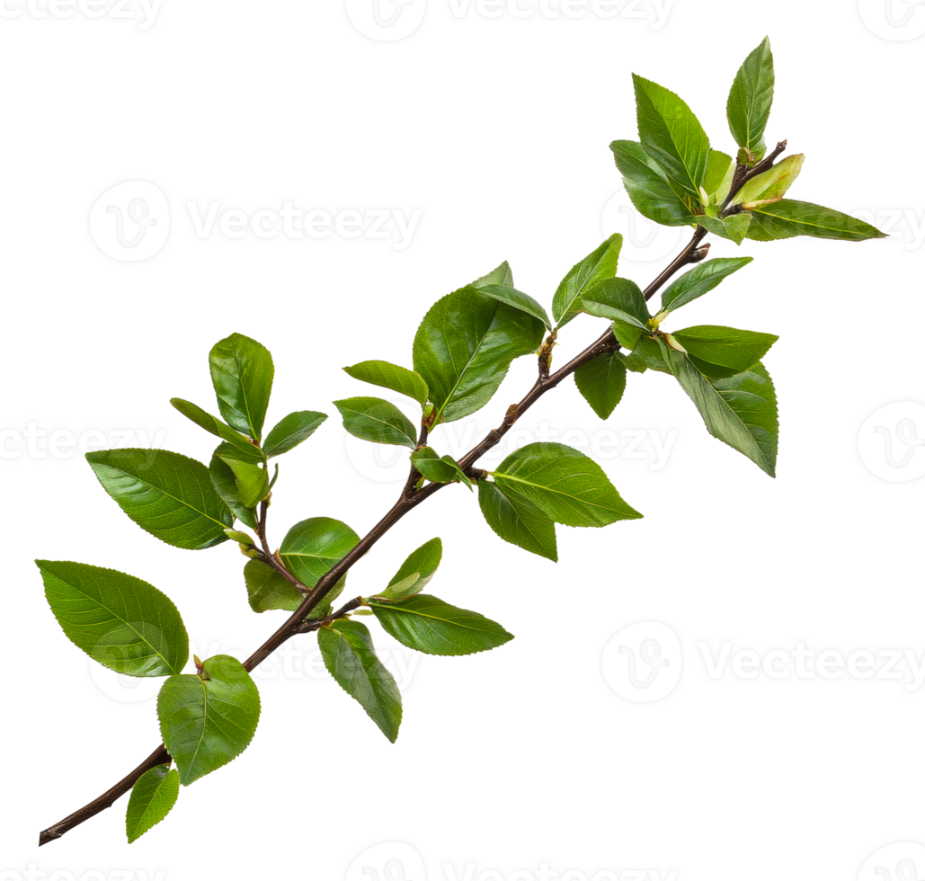 Green branch with leaves on white, cut out - stock . png