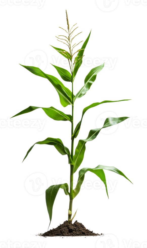 Corn plant with lush green leaves, cut out - stock . png