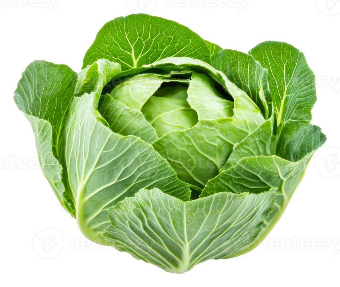 Fresh green cabbage on a white background, cut out - stock . png