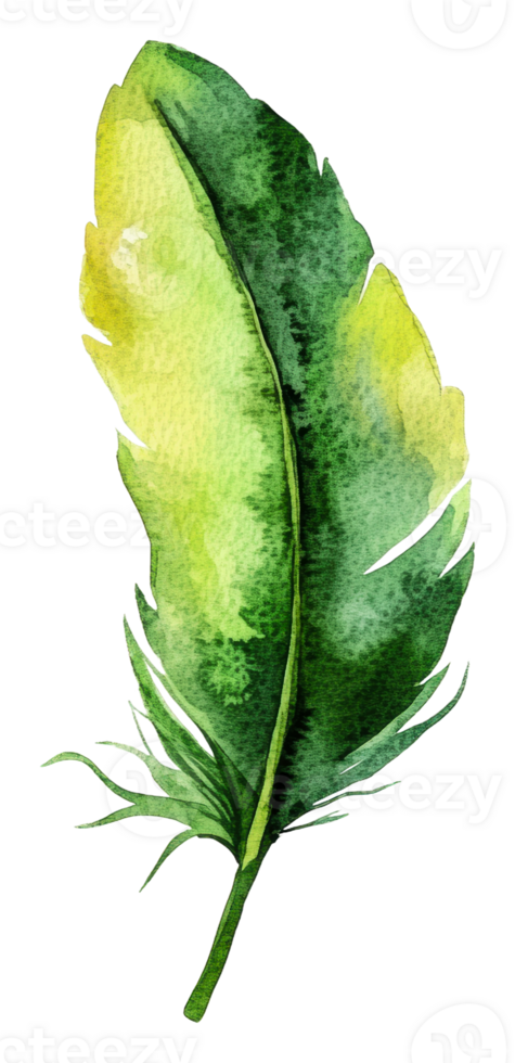 Watercolor green feather in nature style, cut out - stock . png