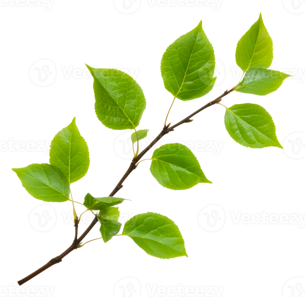 Green leaves on branch, white background, cut out - stock . png