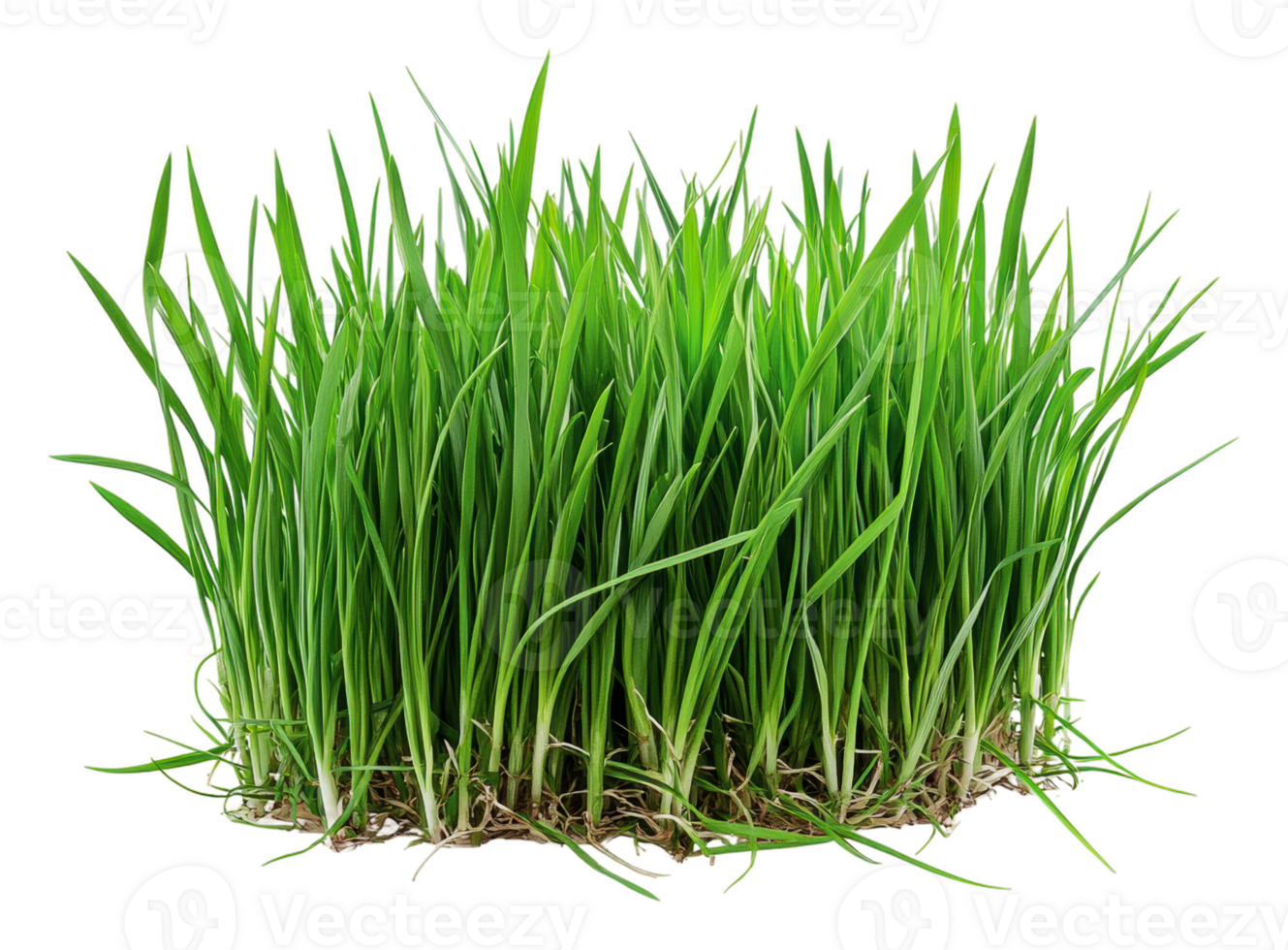 Fresh green grass in a healthy patch during spring, cut out - stock . png