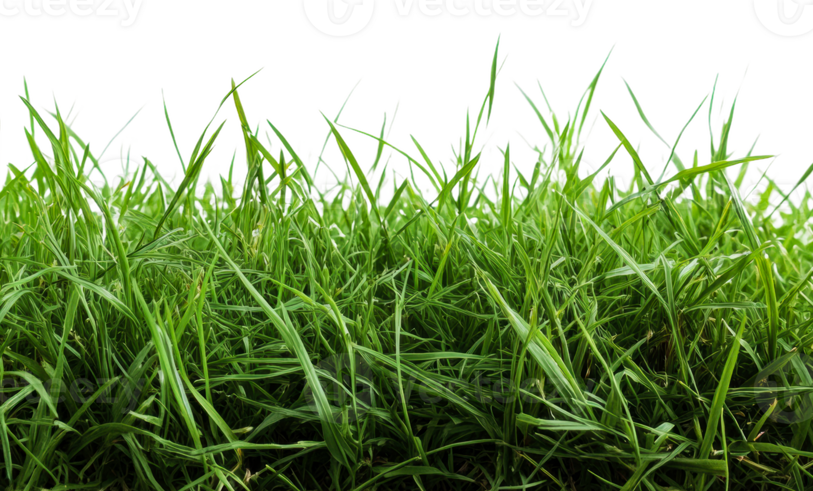 Fresh green grass growing in sunny spring weather, cut out - stock . png