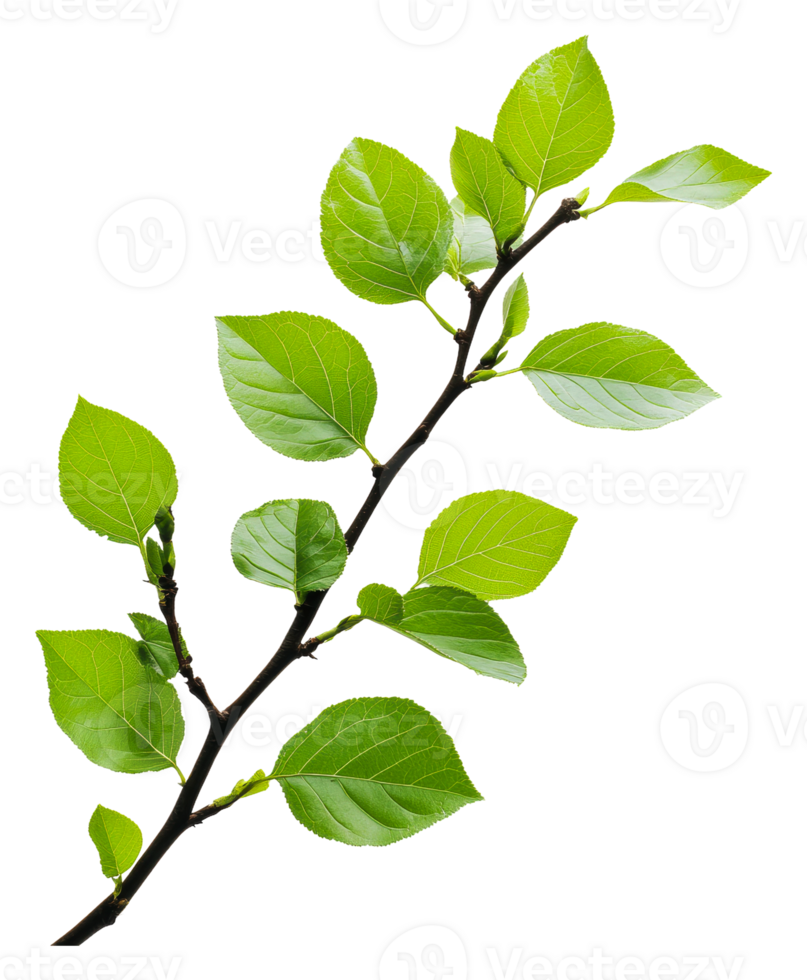 New green leaves on a spring branch, cut out - stock . png